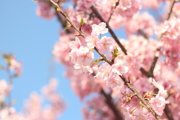 Beautiful and lovely pink cherry blossom (Kawazu Zakura) flowers wallpaper background, soft focus, Tokyo, Japan