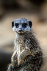 A meerkat guard observing the surroundings in order to protect the little meerkat village in a zoo at a sunny day in summer.