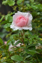 Beautiful Rose flower, closeup. Light pink Rose (latin: Rosa genus) on the branch. Colorful, delicate rose with raindrops in the garden