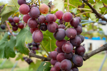 農園に実る新鮮なぶどう