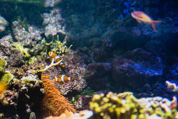 A pair of hesitant and shy Clown Fish appears among the underwater seaweed. A couple of Clown Fish...