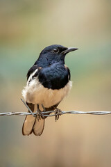 Image of Oriental magpie robin (Copsychus saularis) on the barbed wire on nature background. Birds. Animals.