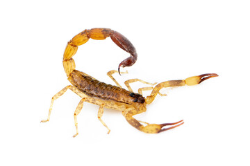 Image of brown scorpion isolated on white background. Insect. Animal.