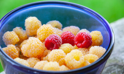 Yellow and red raspberries in a blue Cup.