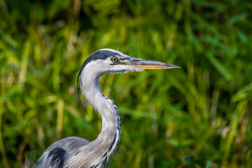 A common grey heron at a little lake in the Mönchbruch natural reserve in Hesse, Germany.