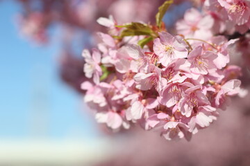 Close up of beautiful pink cherry blossom (sakura) flowers, wallpaper background, soft focus, Tokyo, Japan