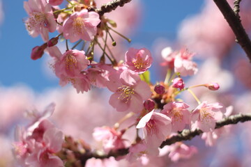 Fototapeta na wymiar Beautiful pink sakura (cherry blossom) wallpaper background, soft focus