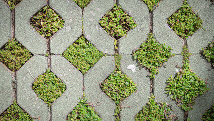 Green grass growing thought brick block floor at close-up view
