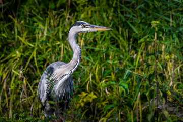 A common grey heron at a little lake in the Mönchbruch natural reserve in Hesse, Germany.