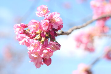 Close up of pretty and cute pink cherry blossom (sakura) wallpaper background, soft focus