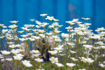 Flowers of Sagina subulata blooms in the garden on a sunny day. Alpine Pearlwort.Small depth of sharpness