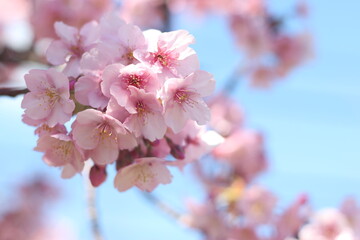 Close up of a bunch of pretty and cute pink cherry blossom flowers (Kawazu Zakura), wallpaper background, soft focus