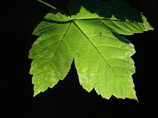Blatt im Gegenlicht