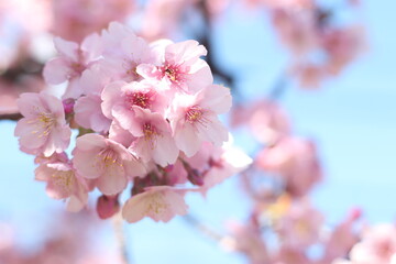 Naklejka na ściany i meble Beautiful and lovely cherry blossoms (Kawazu Zakura) against blue sky, wallpaper background, soft focus