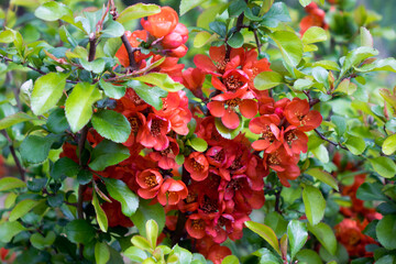 .flowering quince bush with scarlet flowers - 377912879