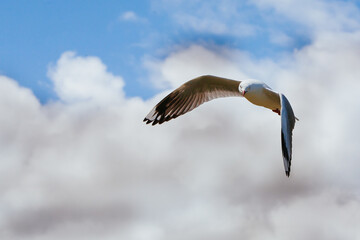 Seagull Soaring in Victoria Australia