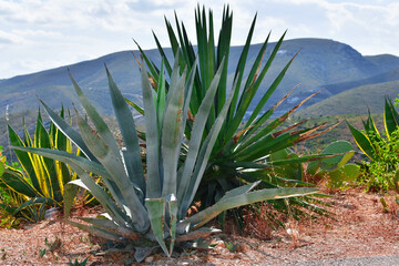 Blue agave plants close to other wild plants on an out of focus background. Wild vegetation and mountain concept