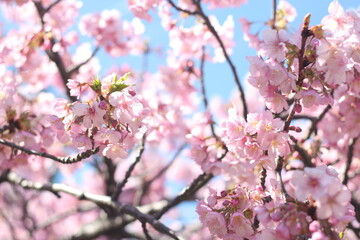 Beautiful and cute pink cherry blossom (sakura) wallpaper background, soft focus