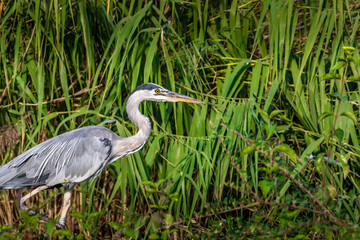 A common grey heron at a little lake in the Mönchbruch natural reserve in Hesse, Germany.
