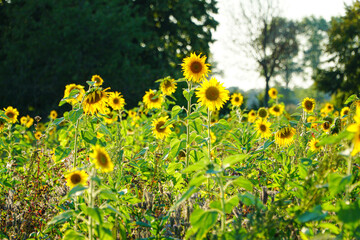 Sonnenblumen Feld