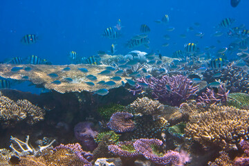 Fototapeta na wymiar Tropical small fishes and corals..