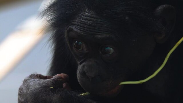 Baby Bonobo Chewing On A Stick