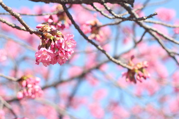Pretty and cute pink sakura (cherry blossom) flowers wallpaper background, soft focus