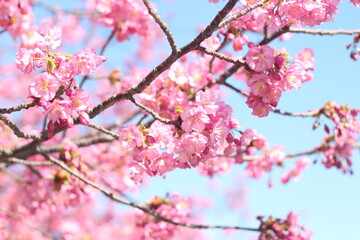 Beautiful little pink cherry blossoms (sakura) wallpaper background, soft focus