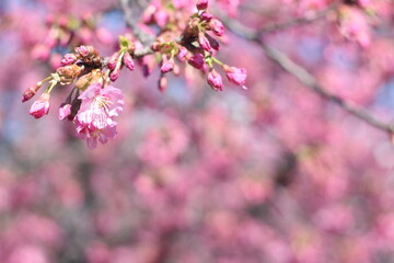 Close up of Kawazu sakura (cherry blossom) flower with its buds, soft focus, Tokyo, Japan
