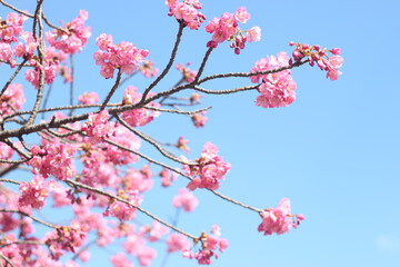 Beautiful pink sakura (cherry blossom) flowers against blue sky, wallpaper background, soft focus