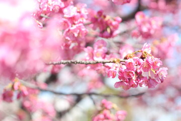 Beautiful and cute pink Kawazu sakura (cherry blossom) flowers against blue sky, wallpaper background, Tokyo, Japan
