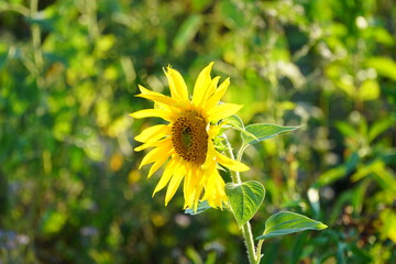 Fototapeta premium Sonnenblumen Feld