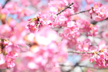 Beautiful and cute pink Kawazu sakura (cherry blossom) flowers against blue sky, wallpaper background, Tokyo, Japan