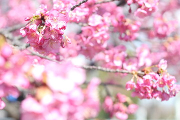 Beautiful and cute pink Kawazu sakura (cherry blossom) flowers against blue sky, wallpaper background, Tokyo, Japan