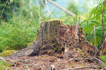 Naklejka na ściany i meble View of old tree stump covered with moss with blurred forest background