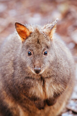 A Pademelon in Tasmania Australia