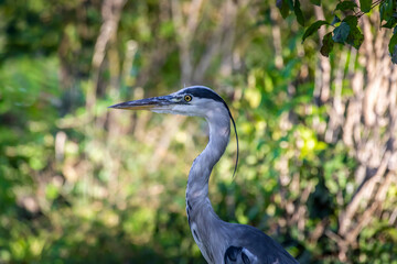 A common grey heron at a little lake in the Mönchbruch natural reserve in Hesse, Germany.