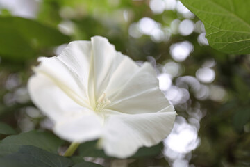 Tropical white morning-glory flower