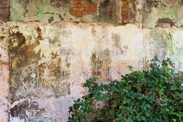 A bush in front of the old rusty concrete color wall with cracks