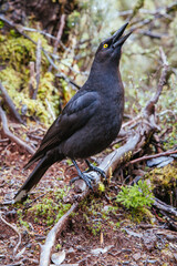 A Black Currawong in Tasmania Australia