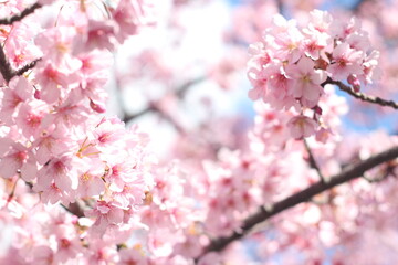 Beautiful pink cherry blossom (sakura) wallpaper background, soft focus
