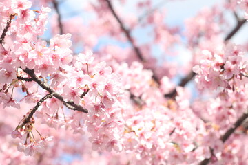 Close up of pink cherry blossom flower (kawazu sakura),  Tokyo, Japan
