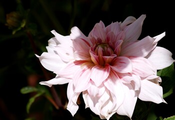 beautiful dahlia outdoors in the garcen