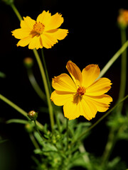 pretty yellow daisies outdoors
