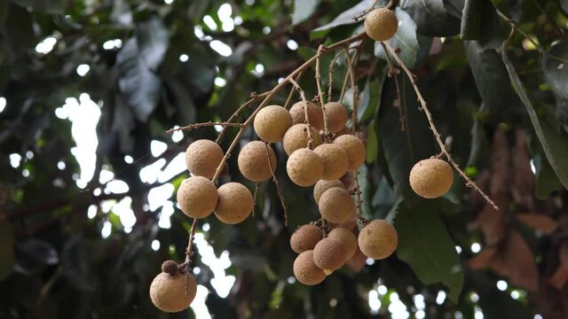 4K Close up of sweet ripe longan fruits bunch on tree branch in farm Thailand. Agriculture concept.