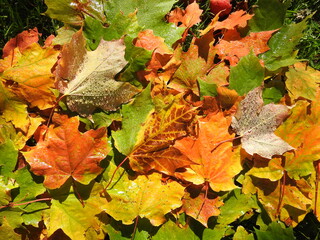 Naklejka na ściany i meble Maple leaves of all colors