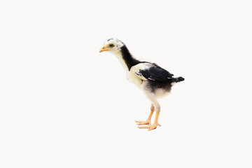 chicken isolated on white