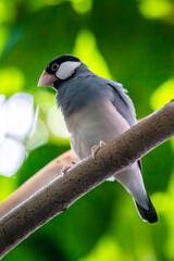 A rice finch sitting on a branch in its indoor enclosure in a zoo.