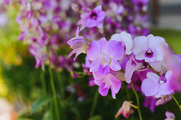 Obraz premium purple flowers in the garden