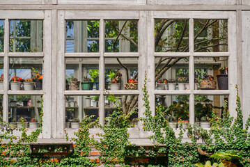 Fototapeta na wymiar Plant and cactus at window of green house